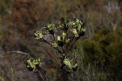 Macropidia fuliginosa