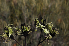 Macropidia fuliginosa