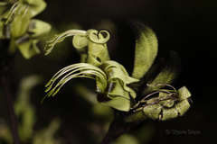 Macropidia fuliginosa