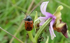 Cryptocephalus primarius