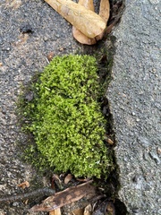 Hydrogonium bolleanum