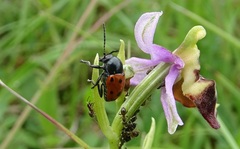 Cryptocephalus primarius