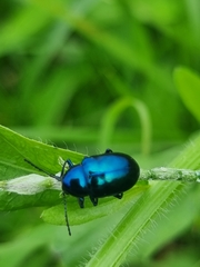 Chrysochus chinensis