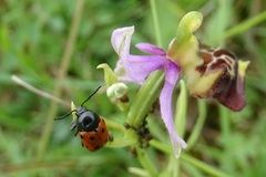 Cryptocephalus primarius