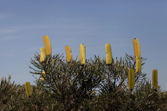 Banksia attenuata
