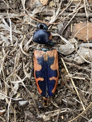 Castiarina crenata
