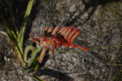 Anigozanthos humilis