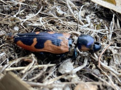 Castiarina crenata