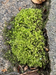 Hydrogonium bolleanum