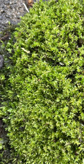 Hydrogonium bolleanum