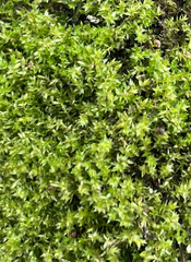Hydrogonium bolleanum
