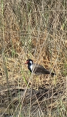 Vanellus indicus