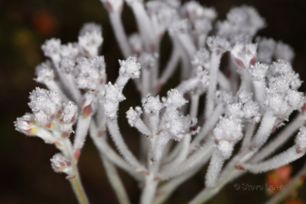 summer smokebush