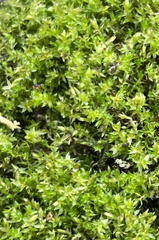 Hydrogonium bolleanum
