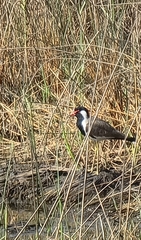Vanellus indicus