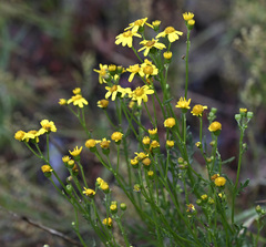 Senecio pinnatifolius alpinus