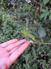 Papilionidae