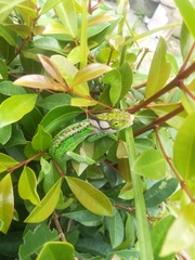 Bradypodion damaranum