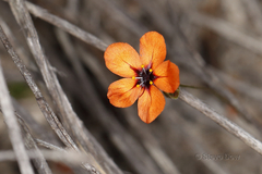 Drosera coomallo