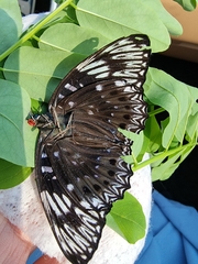 Dichorragia nesimachus