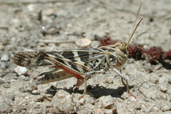 Oedaleus decorus