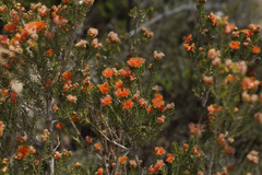 Melaleuca ectadioclada