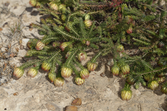 Darwinia neildiana