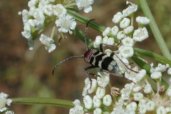 Chlorophorus trifasciatus