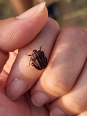 Graphosoma rubrolineatum