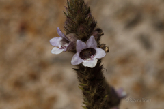 Hemiphora bartlingii