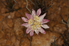 Xanthosia tomentosa