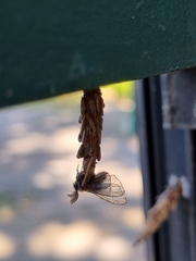 Acanthopsyche nigraplaga