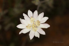 Xanthosia tomentosa