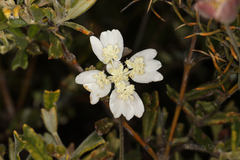 Xanthosia tomentosa