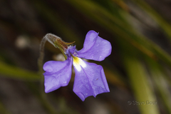 Lobelia heterophylla