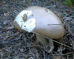 Amanita mairei