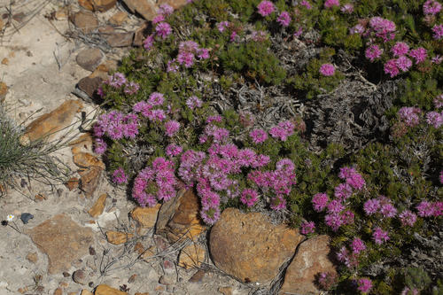 Melaleuca trichophylla observed 2022-10-15