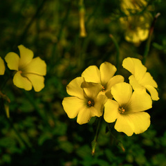 Oxalis pes-caprae