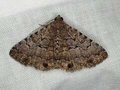 Diatenes aglossoides