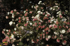 Melaleuca urceolaris