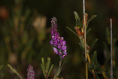 Comesperma virgatum