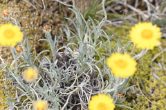 Leucochrysum albicans albicans
