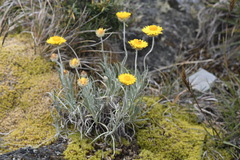 Leucochrysum albicans albicans