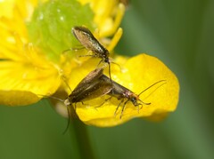 Micropterix