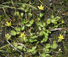 Ranunculus pimpinellifolius