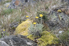 Leucochrysum albicans albicans