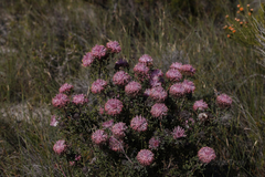 Isopogon dubius