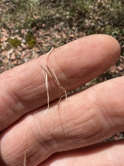 Dichelachne sieberiana
