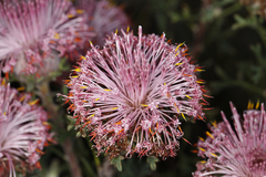 Isopogon dubius