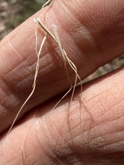 Dichelachne sieberiana